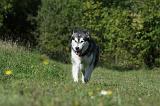 ALASKAN MALAMUTE 377
